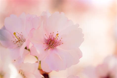 桃花樹結果|桃花盛開！桃子幾月開花？桃樹栽培重要指南 